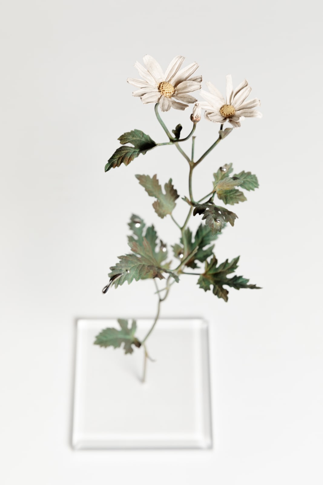 Shota Suzuki 菊慈童 銀滴野路菊 Tokyo Ippodo Gallery Shota Suzuki 菊慈童 銀滴野路菊 Tokyo Ippodo Gallery