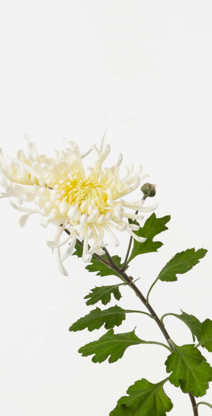 Takashi Tomo-oka, Chrysanthemum 6, Kiku, 2019