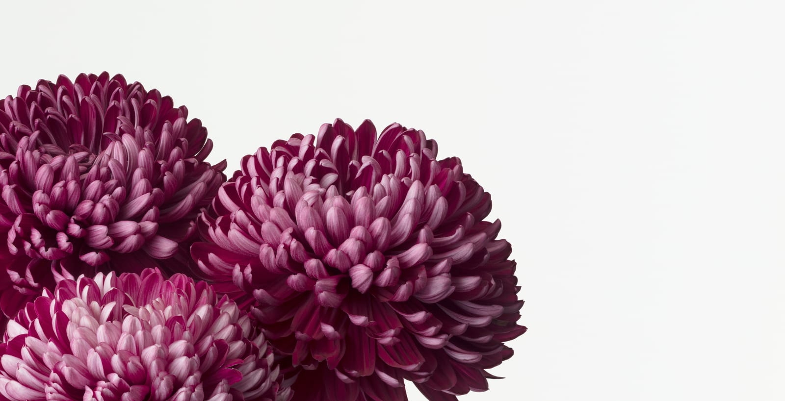 Takashi Tomo-oka, Chrysanthemum 5, Kiku, 2017