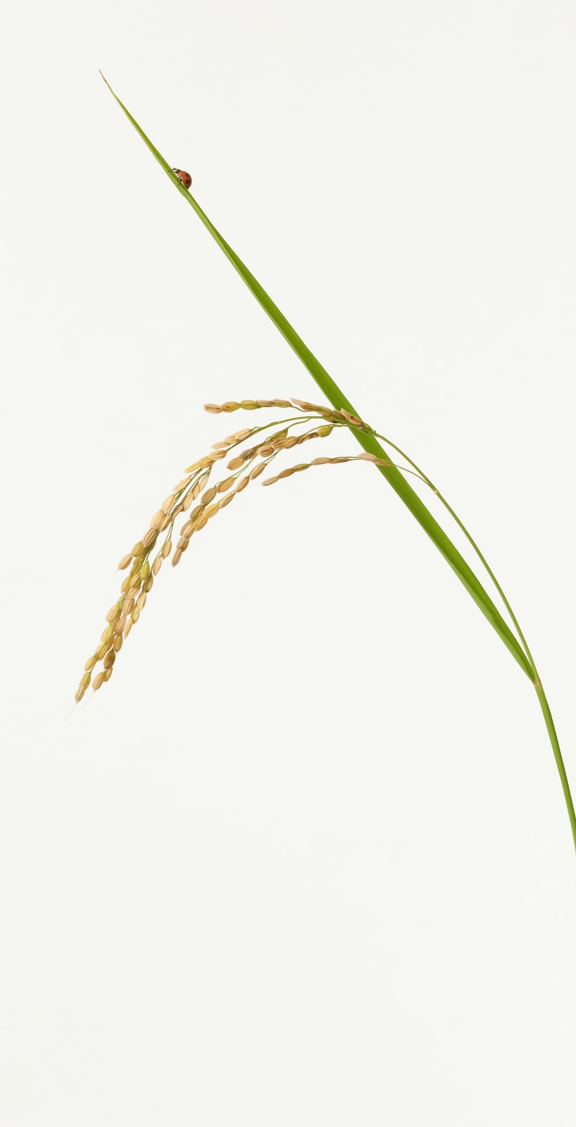 Takashi Tomo-oka, Rice , 2011
