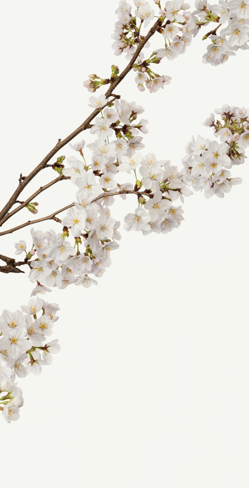 Takashi Tomo-oka, Cherry Blossom 6, Sakura, 2019