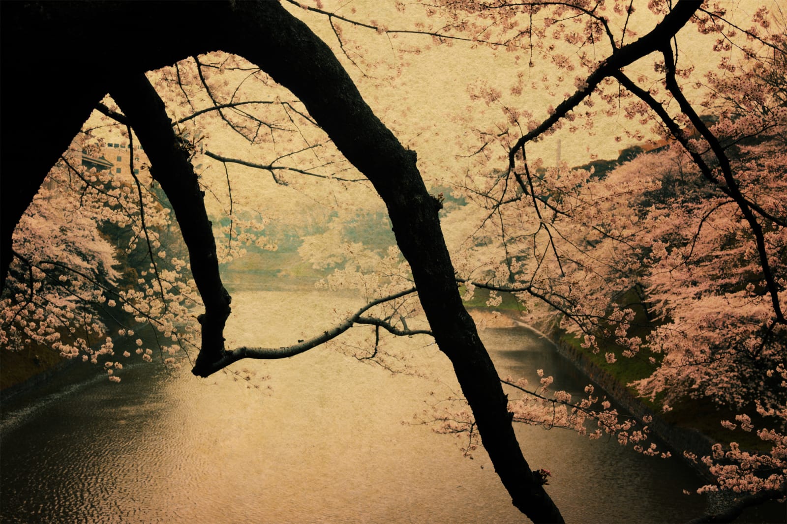Albarrán Cabrera, The Mouth of Krishna, #278, Japan, 2015