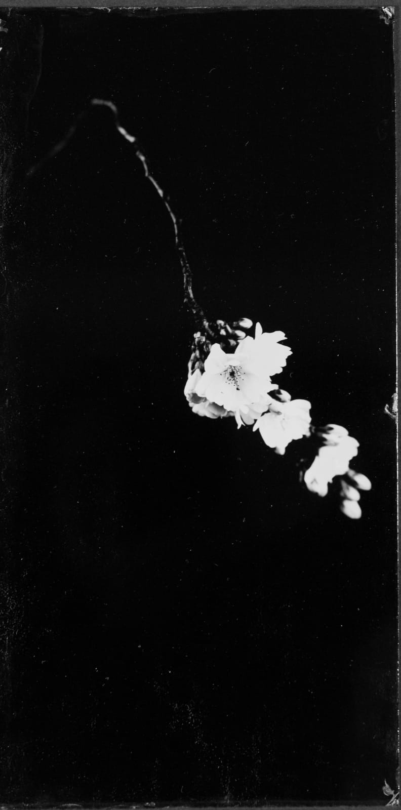 Steffen Diemer, Blüte, WVZ 1046, 2024