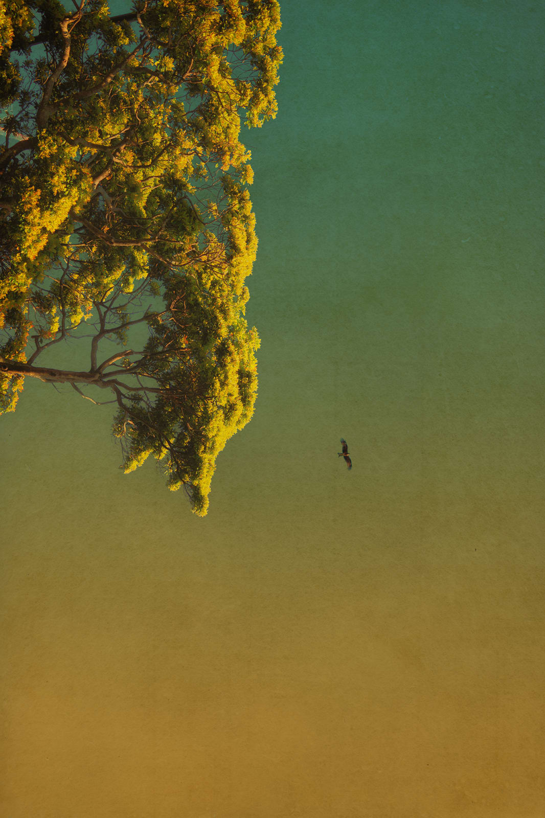 Albarrán Cabrera, The Mouth of Krishna, #807, 2015