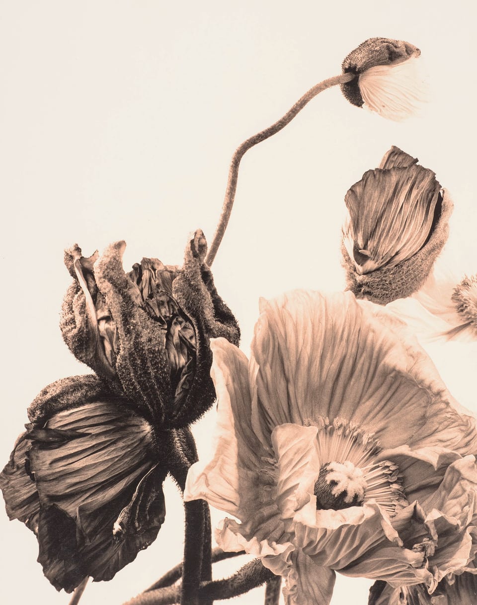 Ulrich Schmitt, Mohn-13B-Aurum, 2003/2005