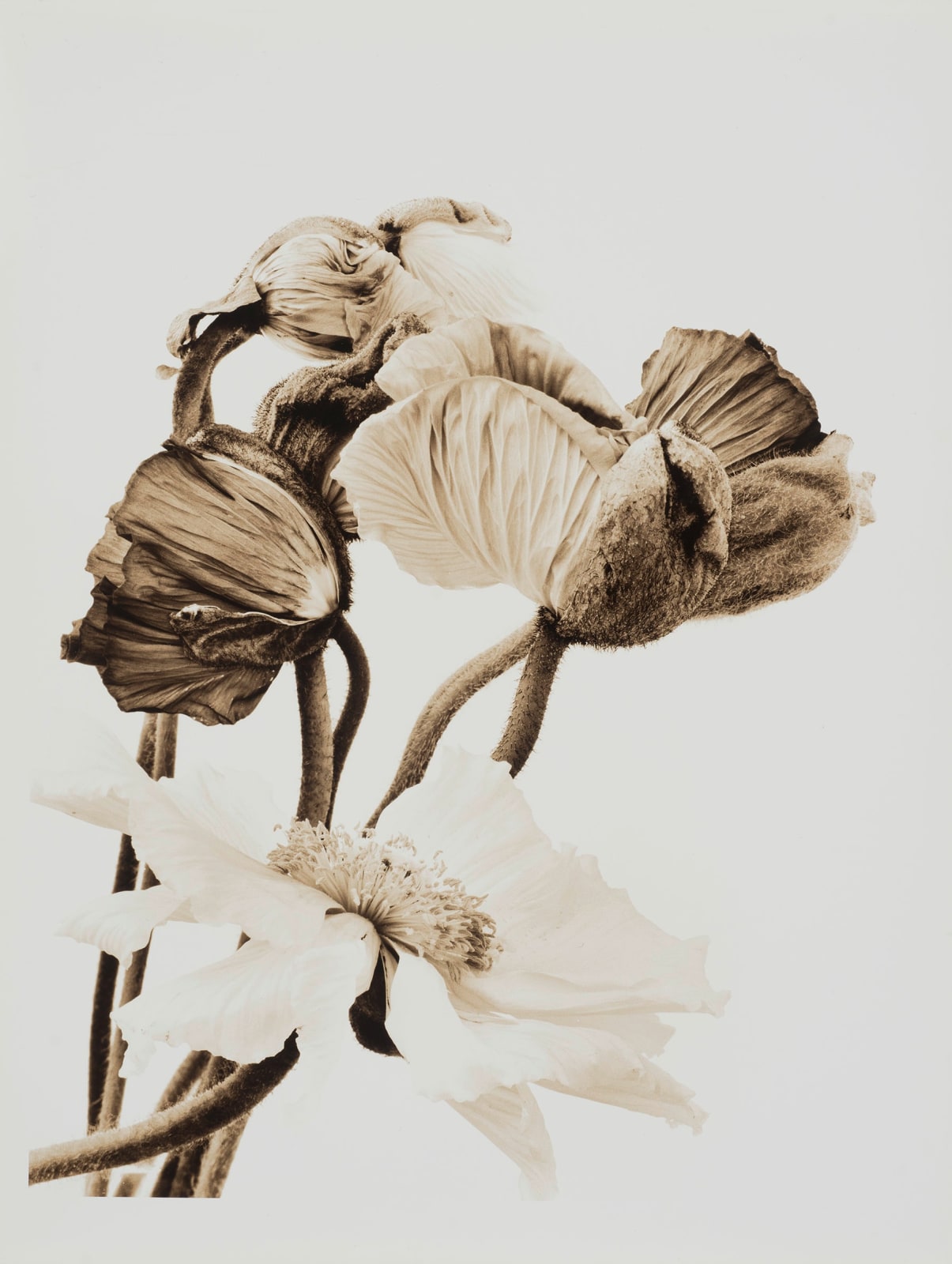 Ulrich Schmitt, Mohn-12C-Selenium, 2003/2021
