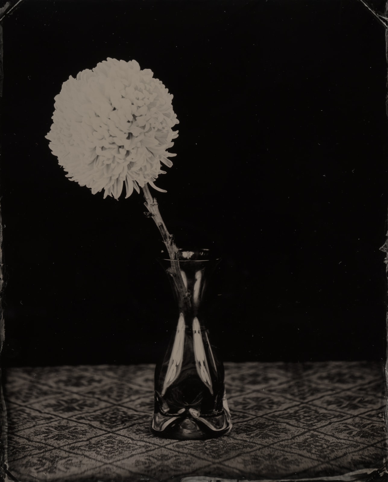 Steffen Diemer, Chrysantheme, WVZ 550, 2020