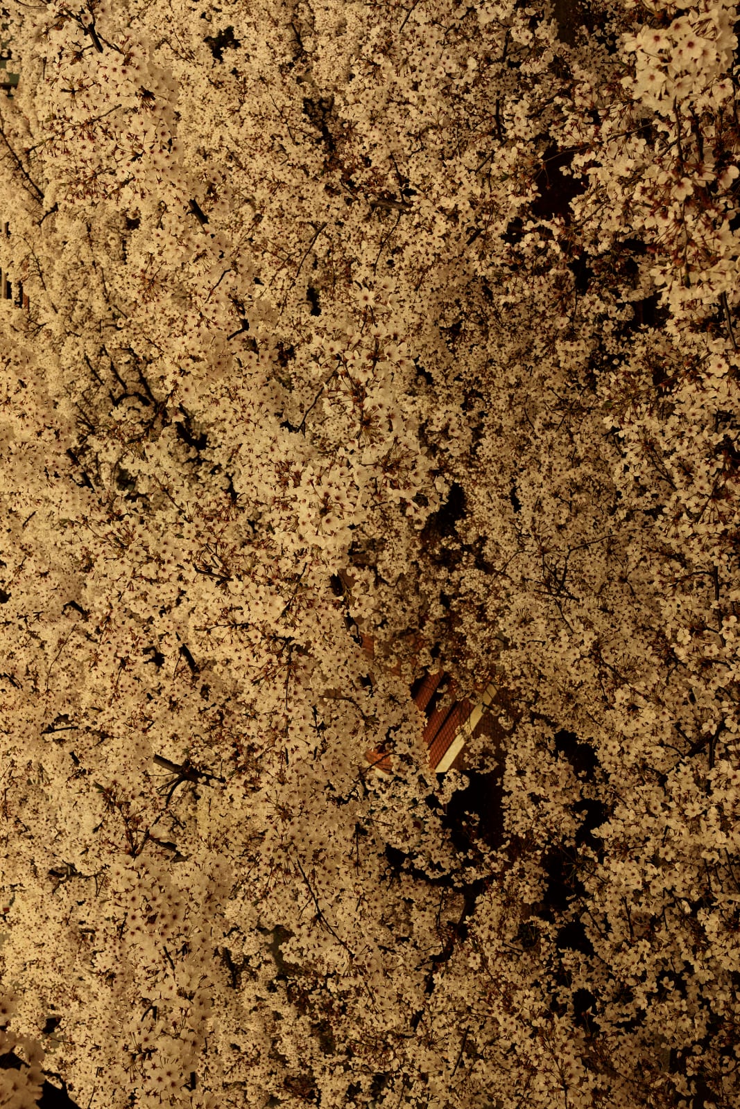 Albarrán Cabrera, The Mouth of Krishna, #60131, 2015