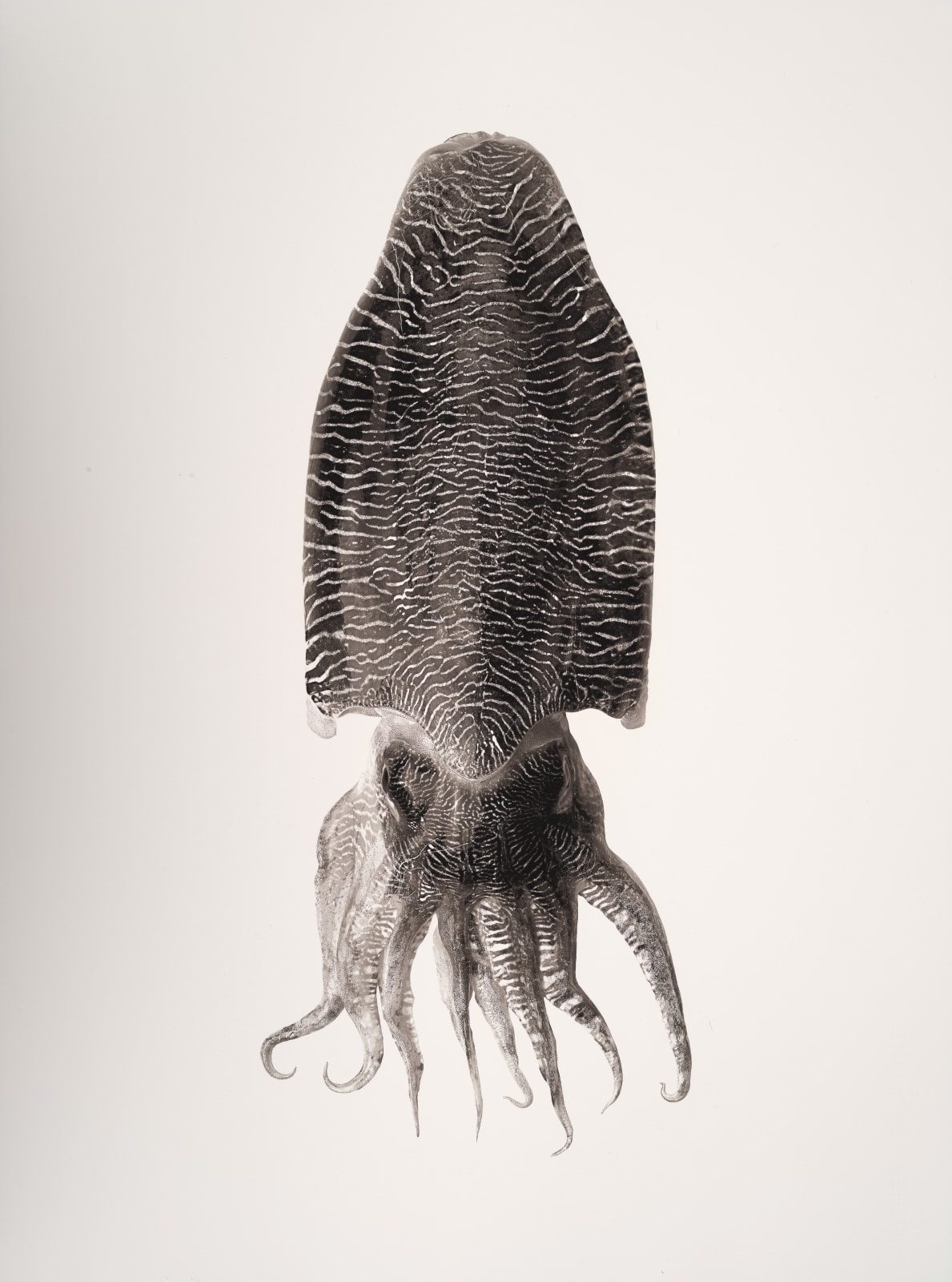 Jan C. Schlegel, Loligo Vulgaris, 2019