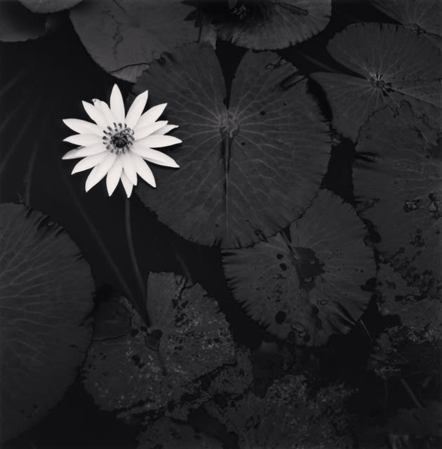 Michael Kenna, Mamta´s Lotus Flower, Ban Viengkeo, Luang Prabang, Laos, 2015