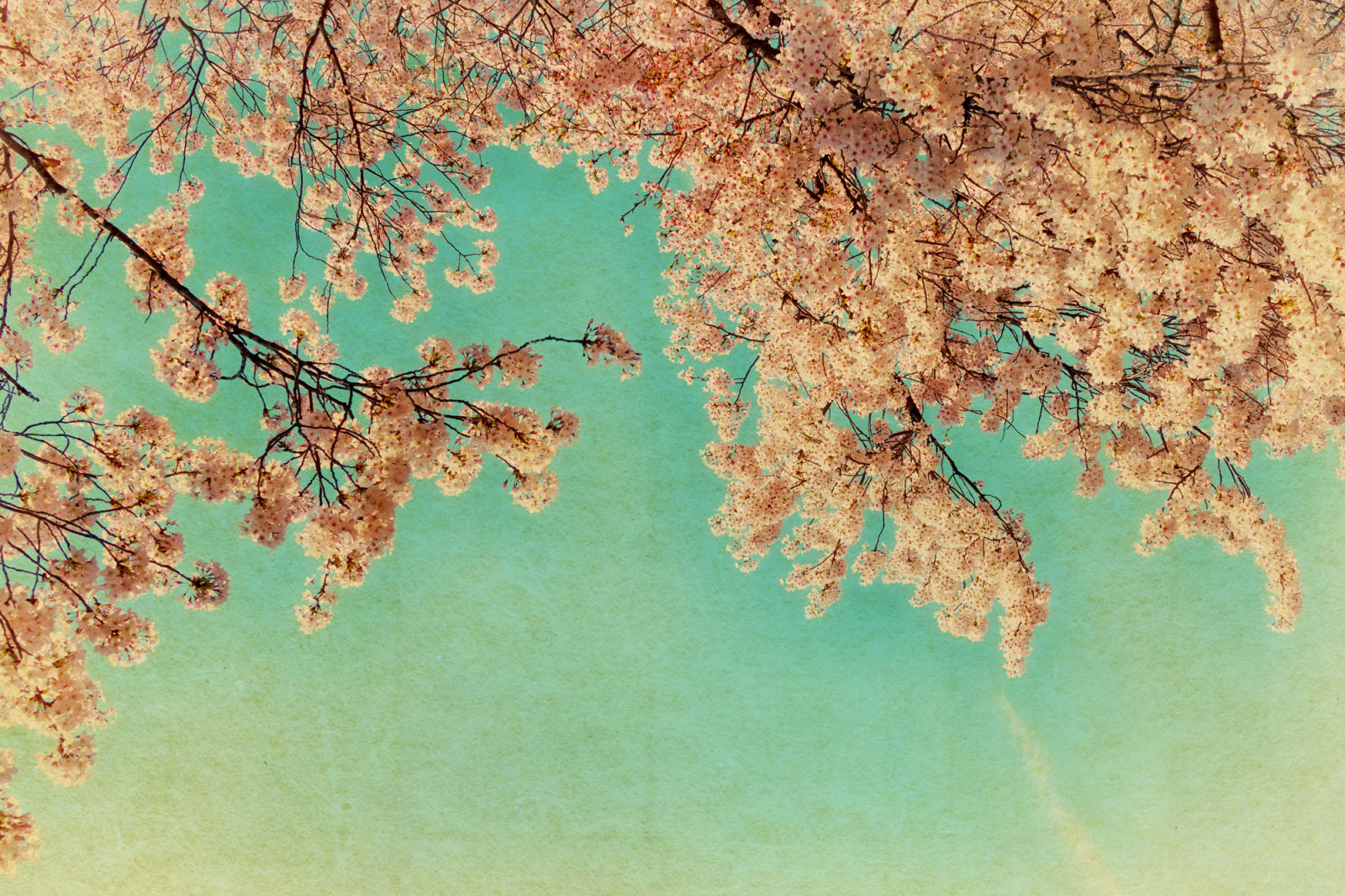 Albarrán Cabrera, The Mouth of Krishna, #446, Japan, 2013