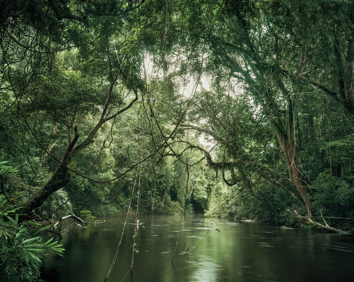 Olaf Otto Becker, Primary forest 01, waterway, Malaysia, 11/2013