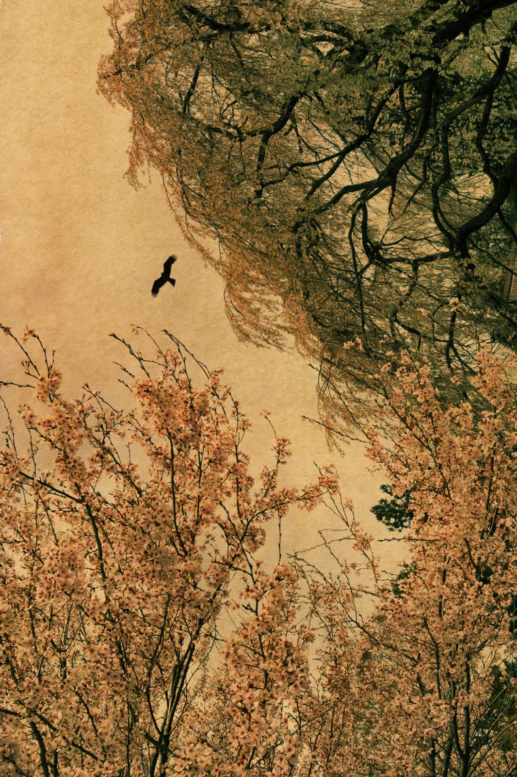 Albarrán Cabrera, The Mouth of Krishna, #210, Japan, 2013