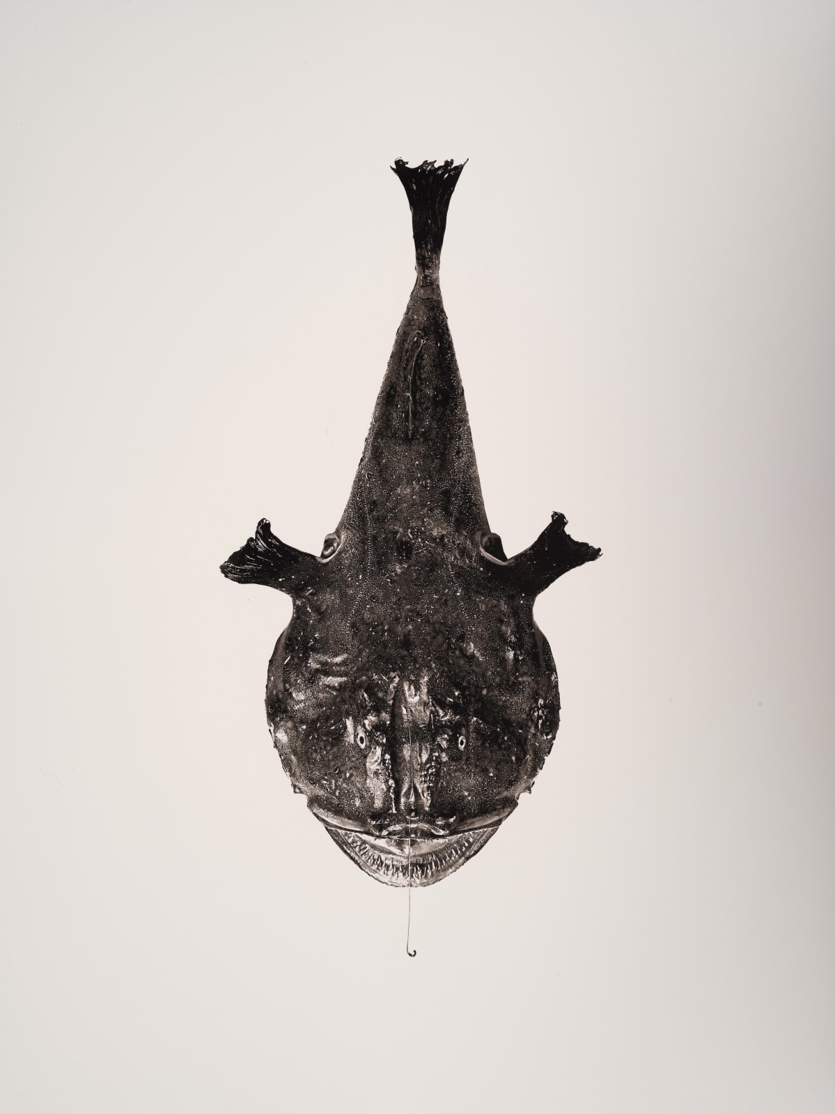 Jan C. Schlegel, Melanocetus, 2019