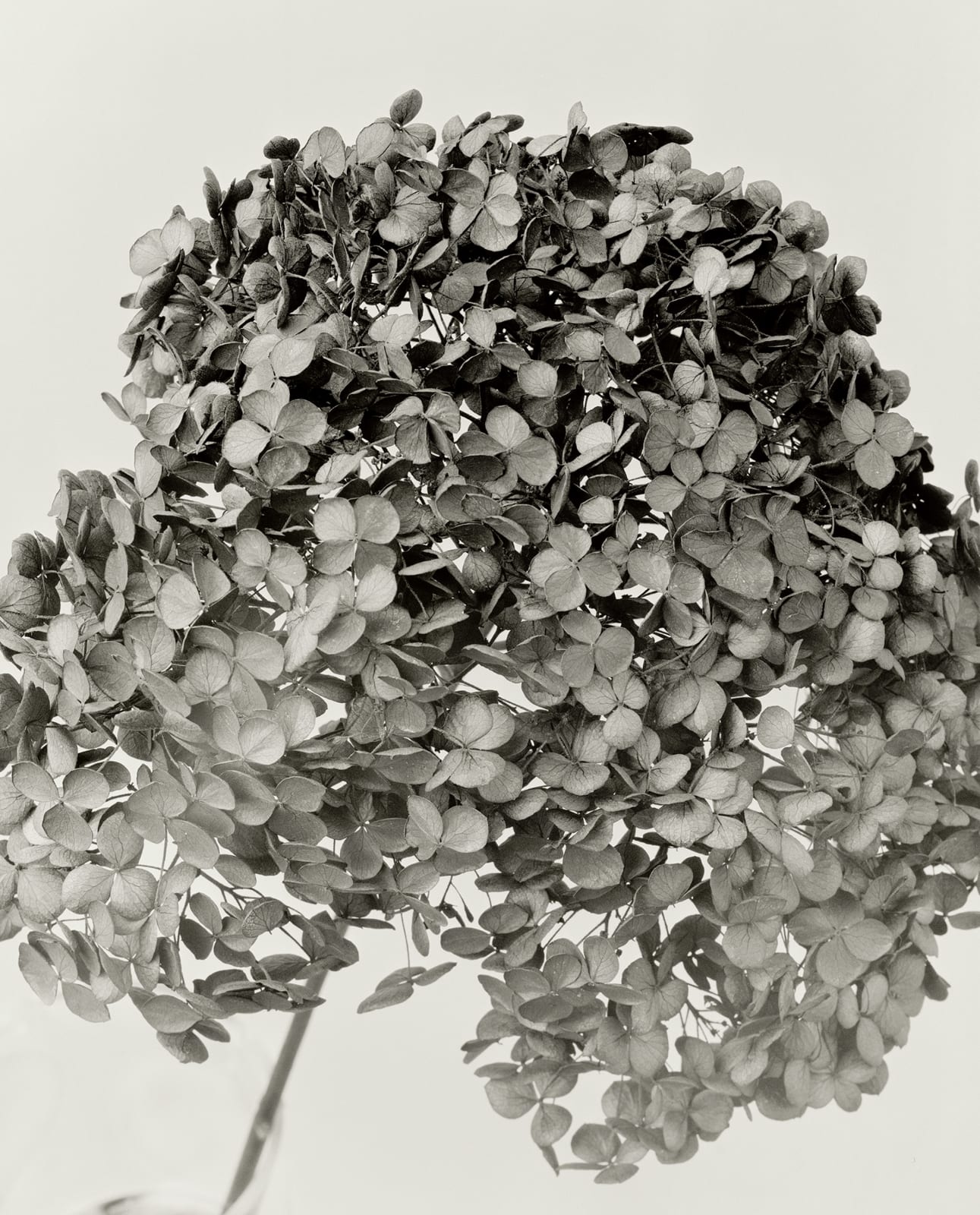 Ulrich Schmitt, Hortensie-01-Palladium, 2004/2017