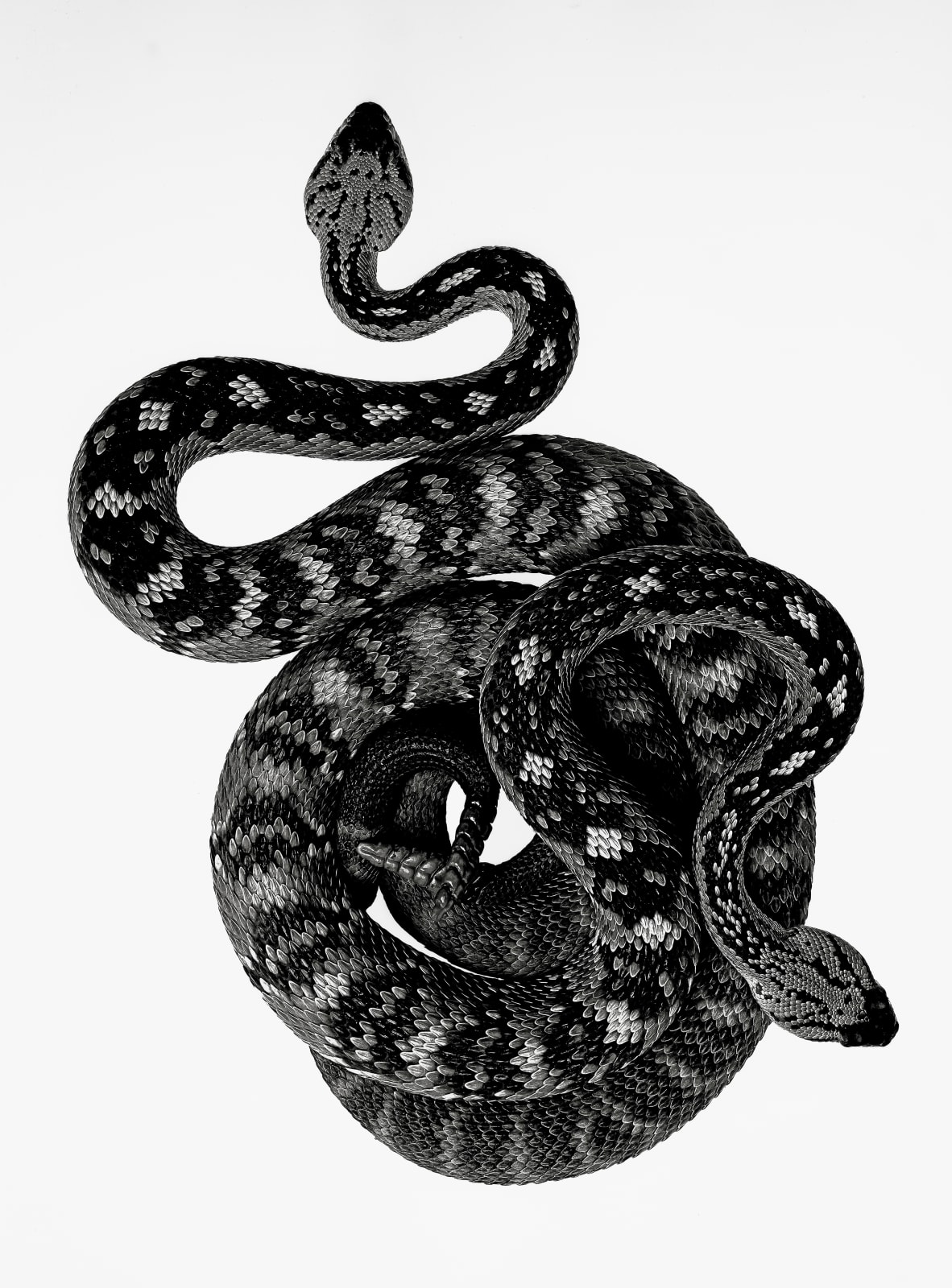 Jan C. Schlegel, Crotalus Ornatus, 2021