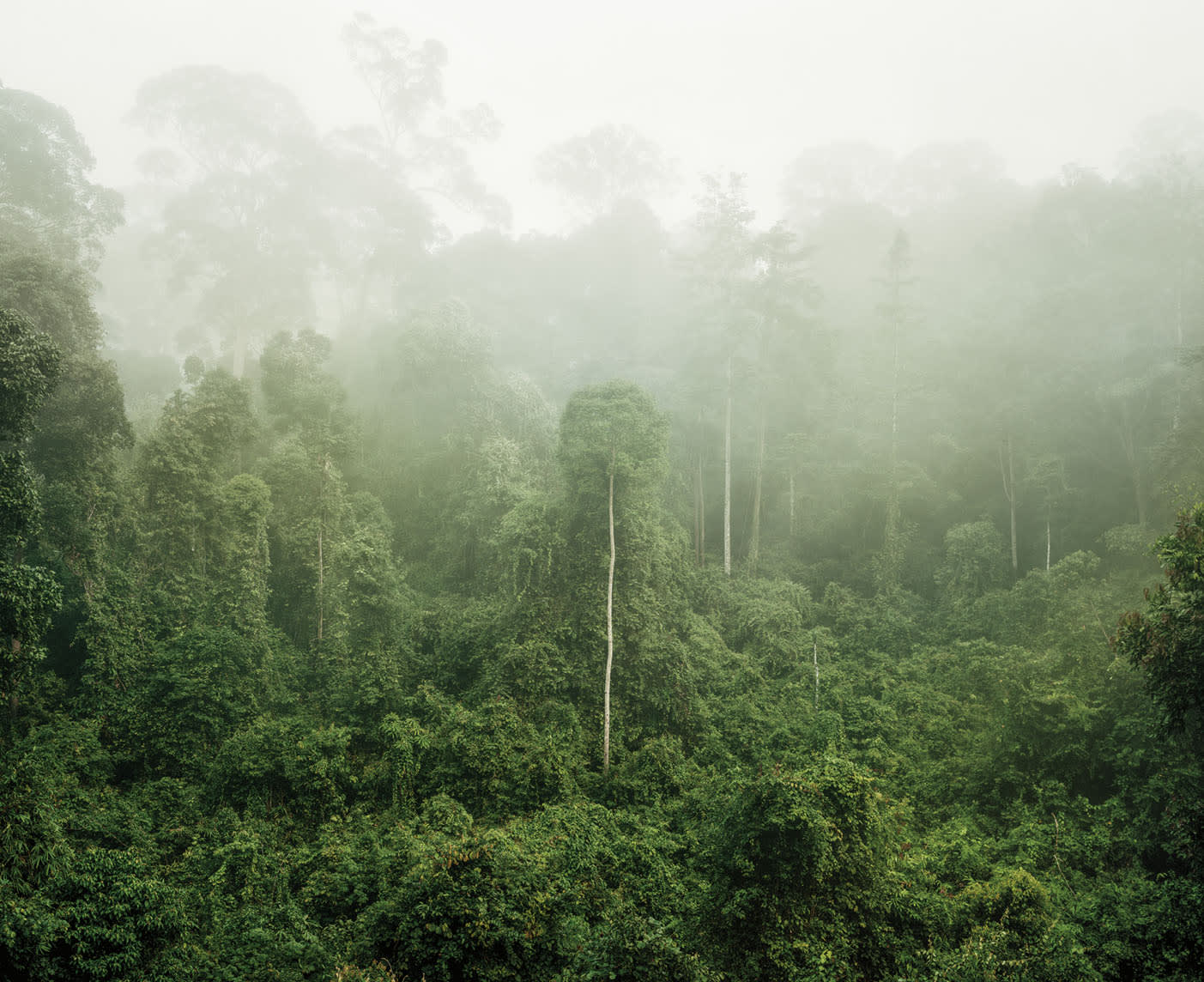 Olaf Otto Becker, PRIMARY FOREST 03, BORNEO, MALAYSIA, 2012