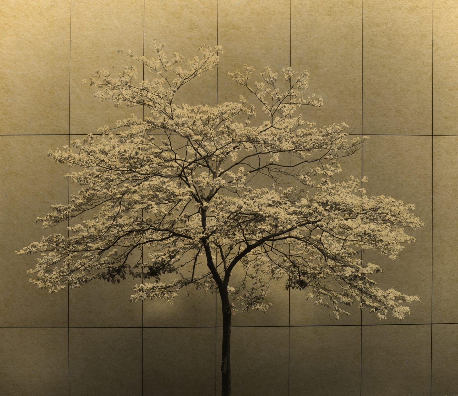 Albarrán Cabrera, The Mouth of Krishna, #196, Japan, 2015