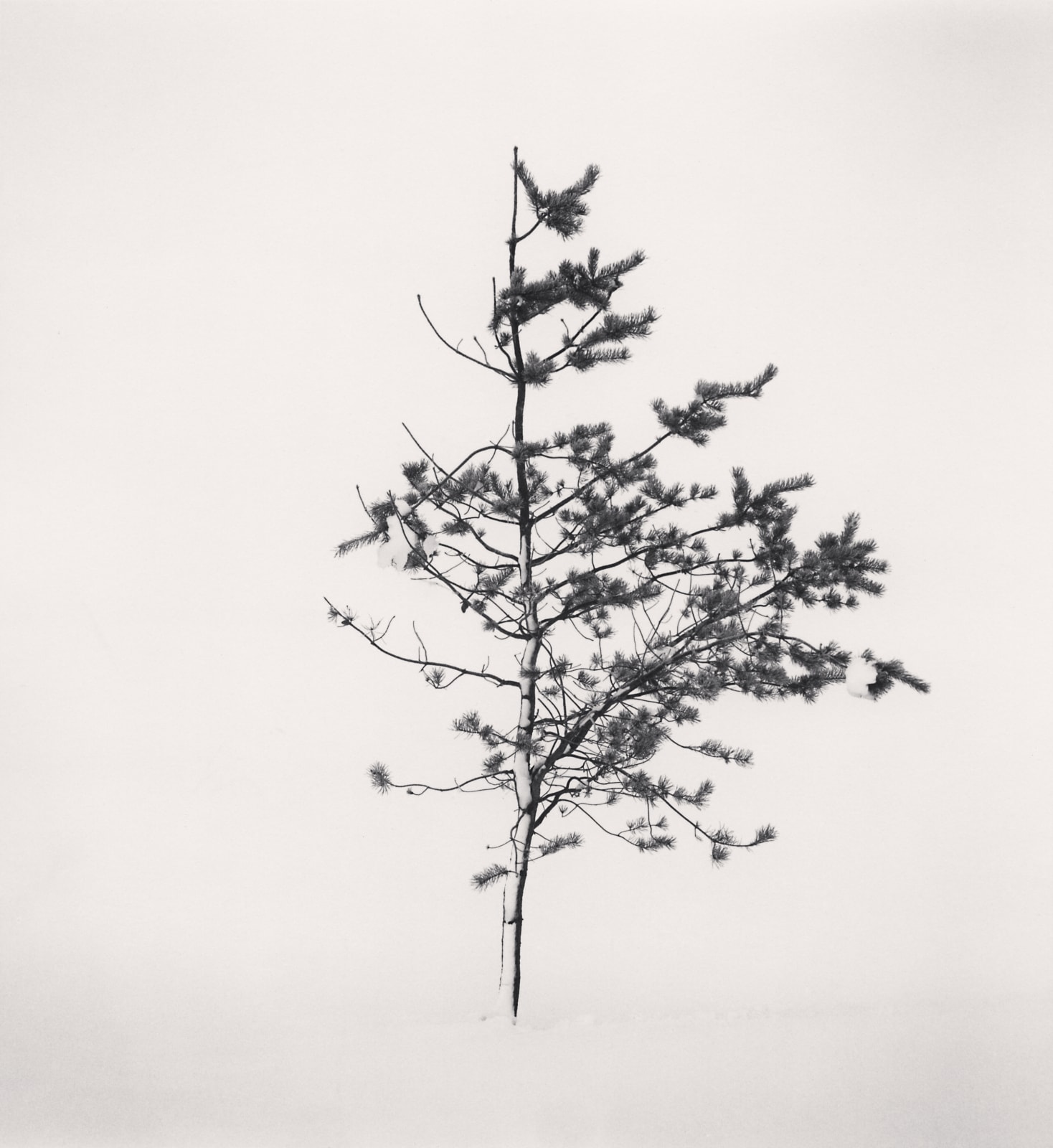 Michael Kenna, Tree Portrait, Study 7, Wakoto, Hokkaido, Japan, 2002
