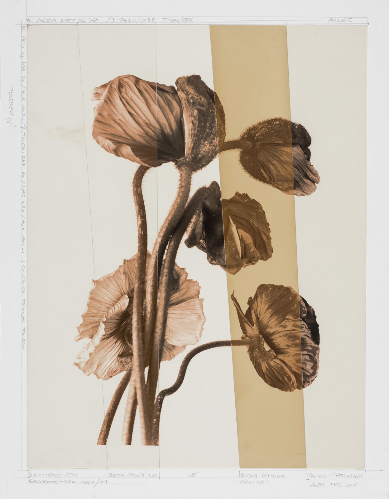Ulrich Schmitt, Mohn-09C-T-Aurum, 2003/2021