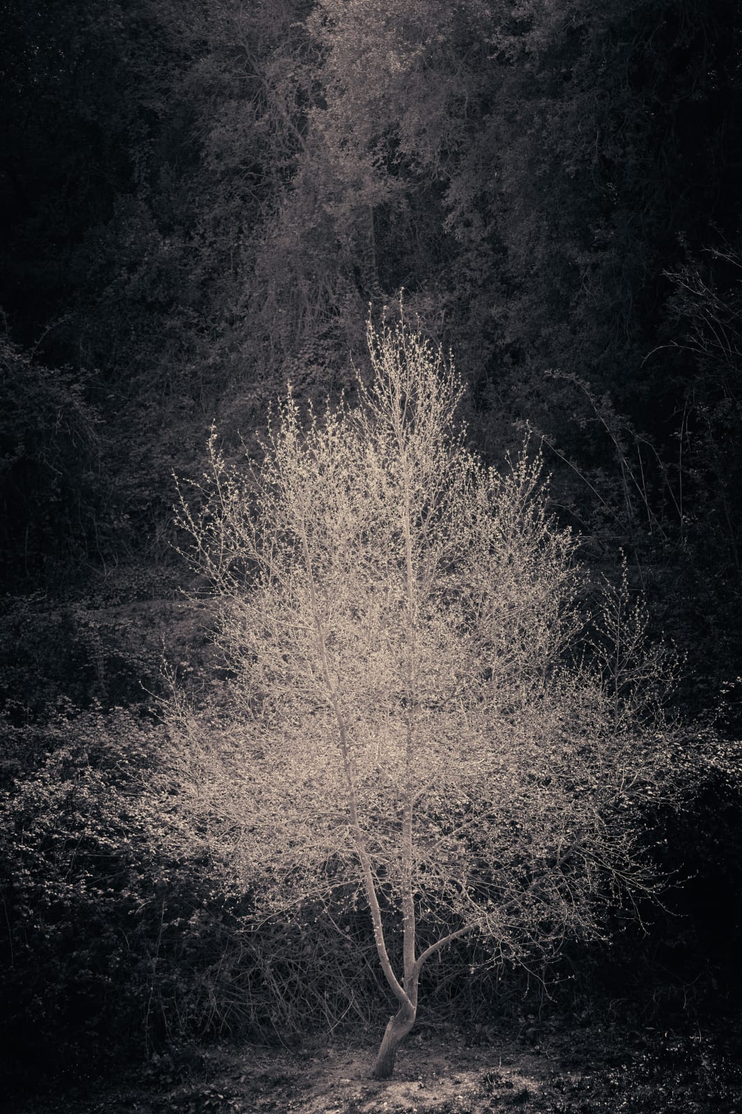 Albarrán Cabrera, The Mouth of Krishna, #400, 2016