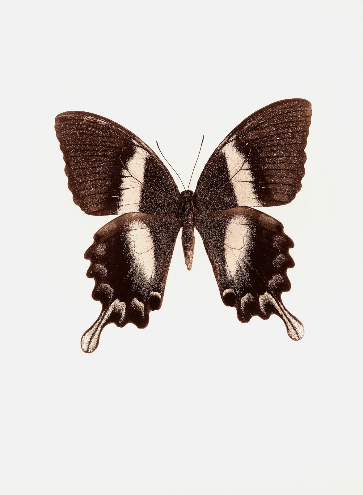 Jan C. Schlegel, Papilio Palinurus (Borneo), 2017