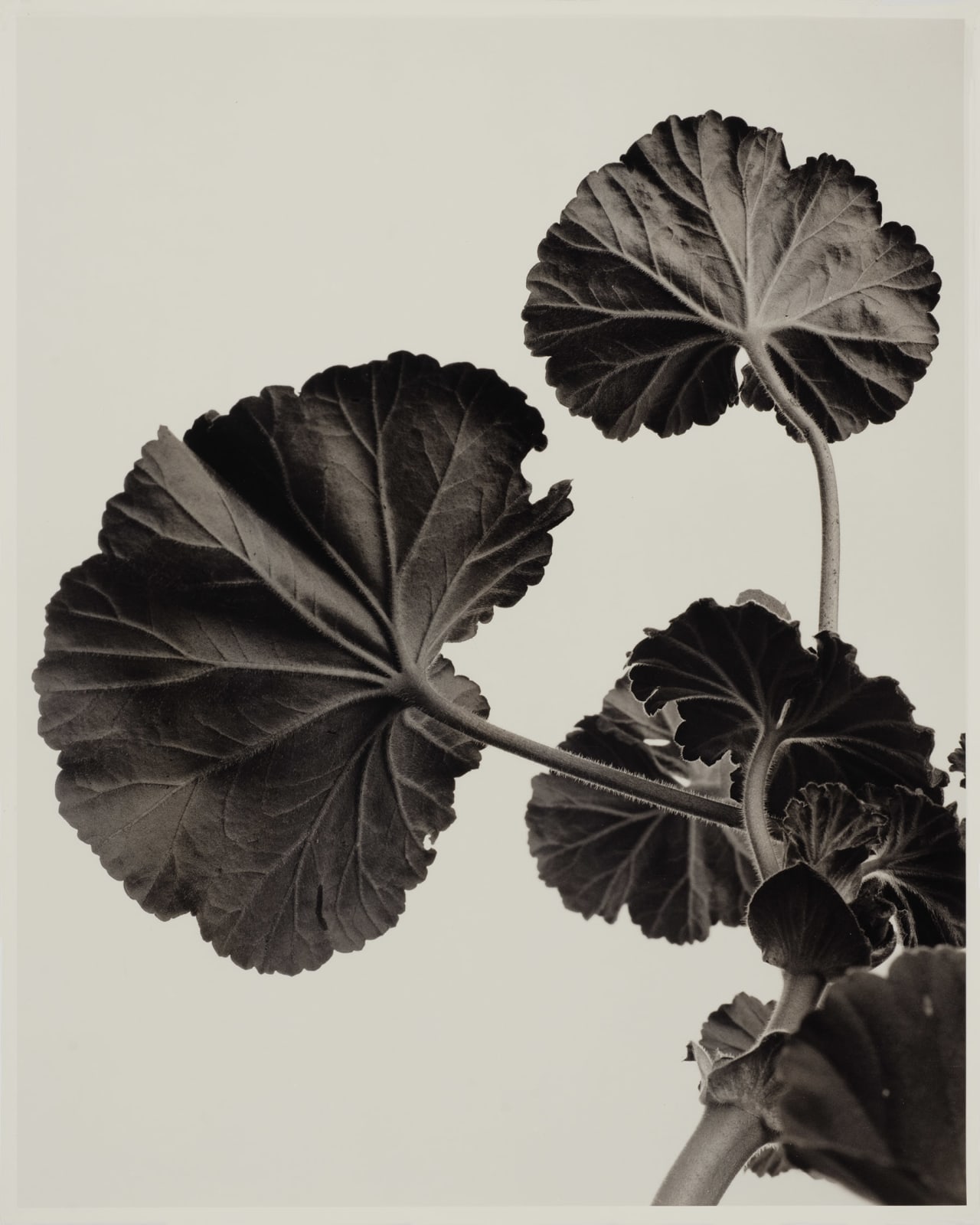 Ulrich Schmitt, Geranien-I-25-Palladium, 2006/2017