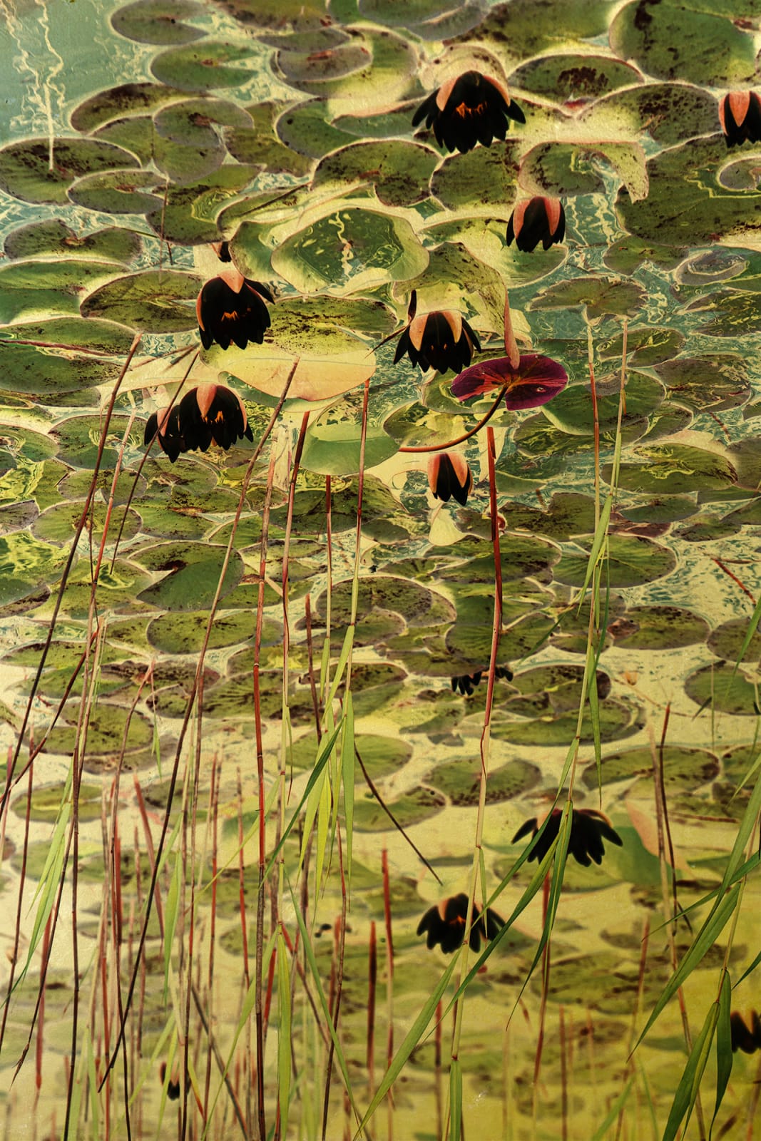 Albarrán Cabrera, The Indestructible #70025, 2019