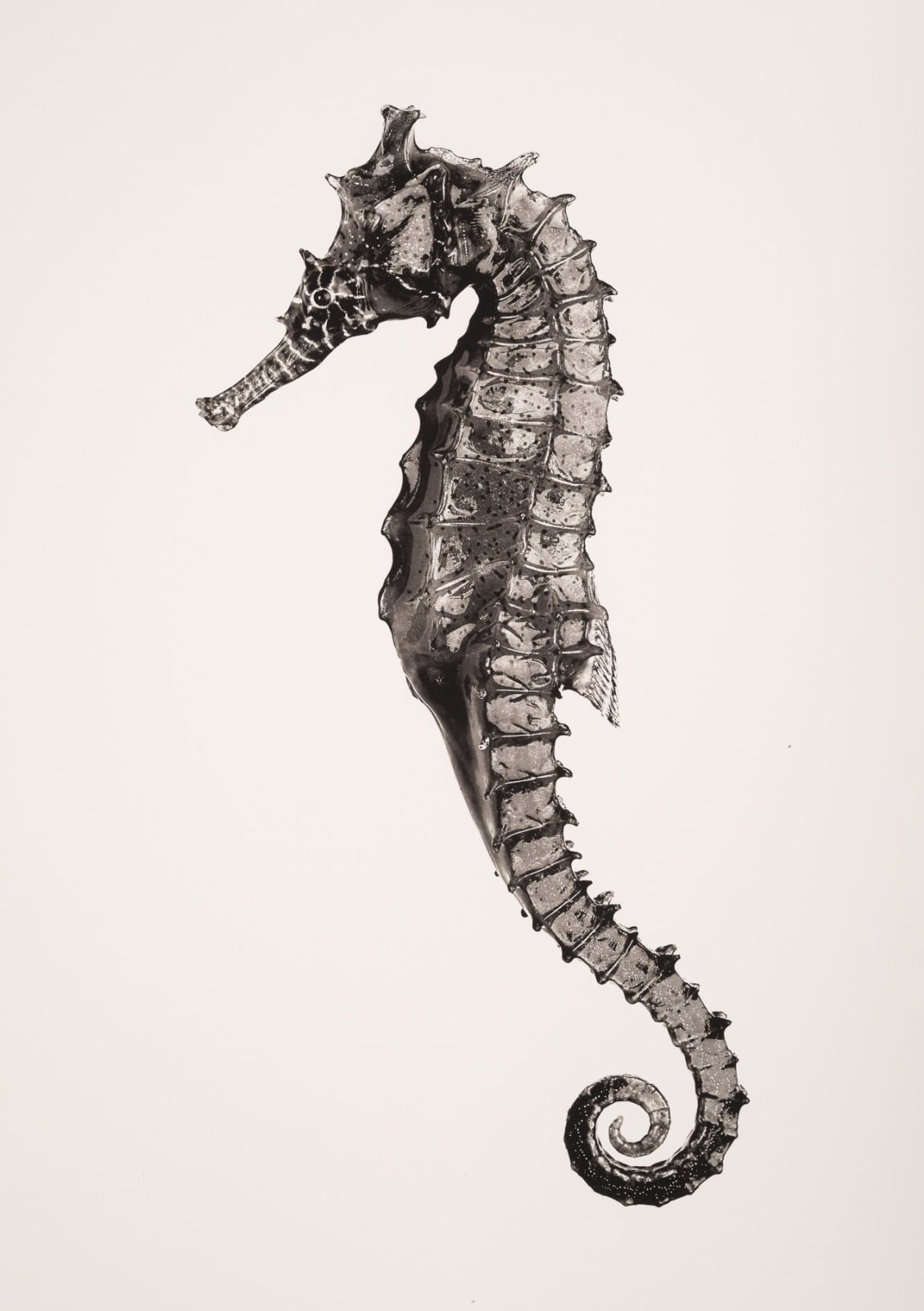 Jan C. Schlegel, Hippocampus Barbouri (female), 2019