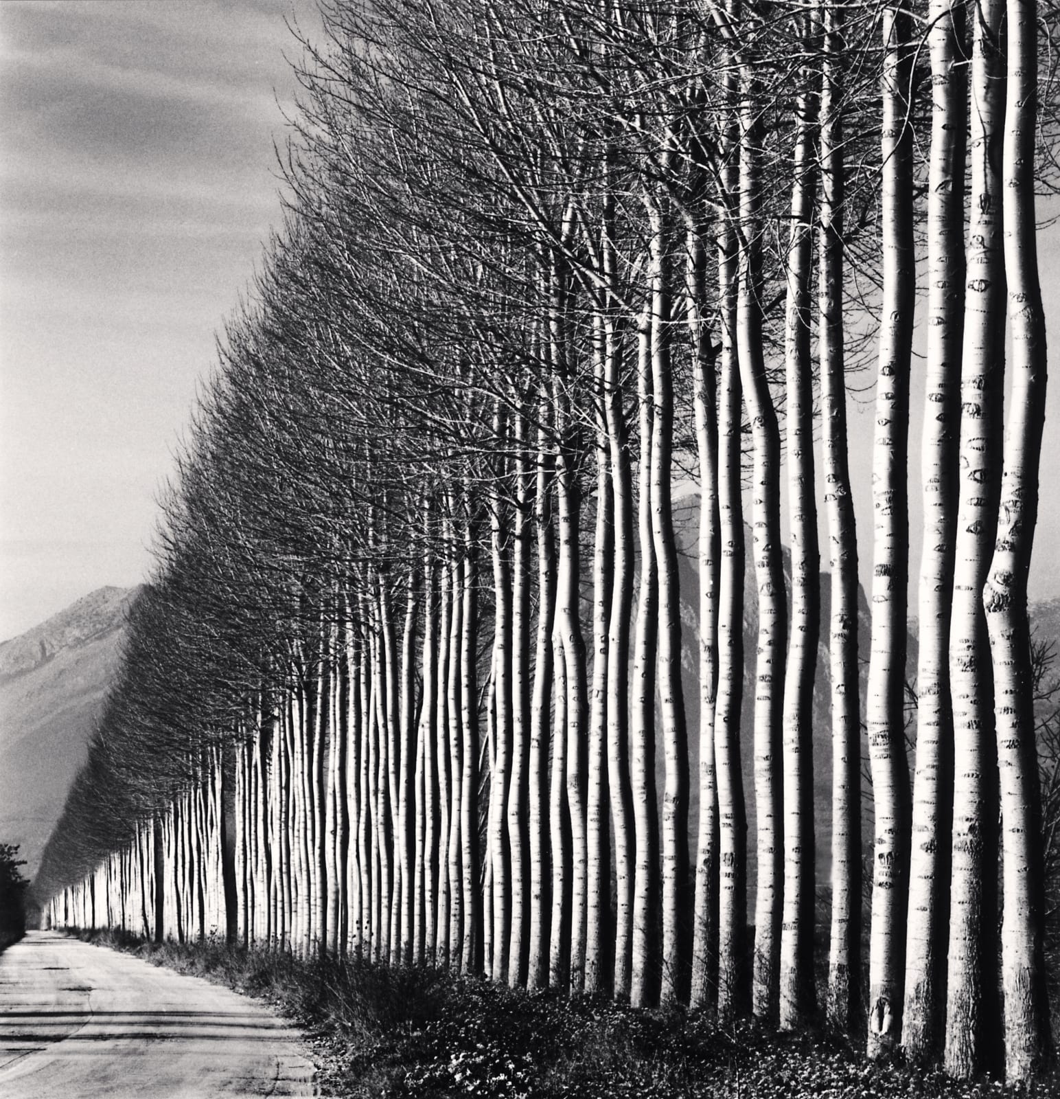 Michael Kenna, Poplar Trees, Fucino, Abruzzo, 2016