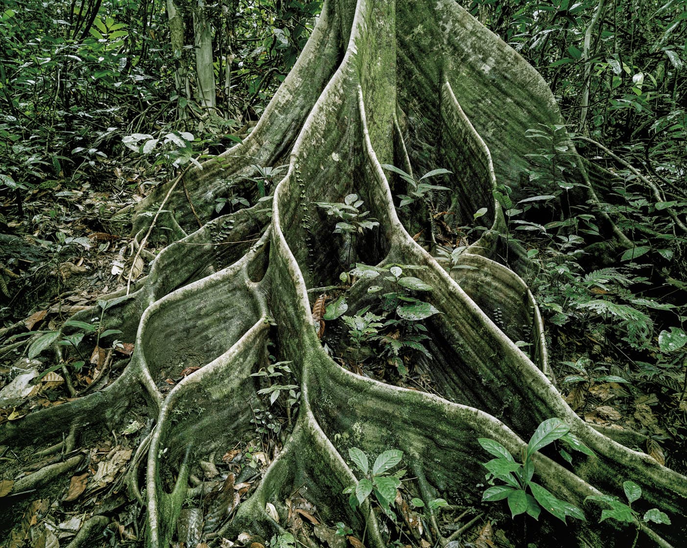 Olaf Otto Becker, PRIMARY FOREST 18, ROOTS, MALAYSIA, 2012