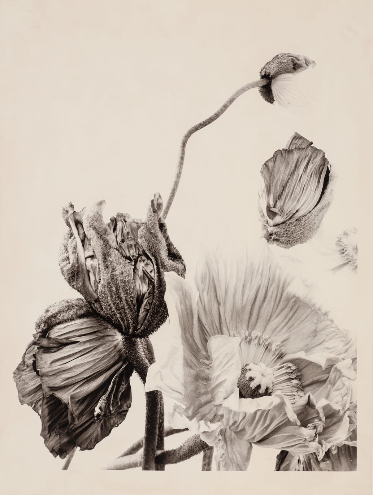 Ulrich Schmitt, Mohn-13B-Selenium, 2003/2018