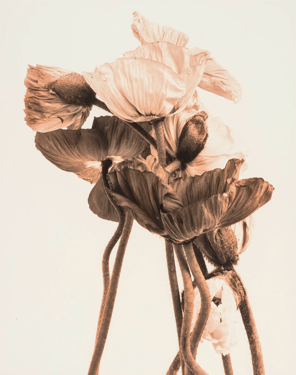 Ulrich Schmitt, Mohn-07B-Aurum, 2003/2005