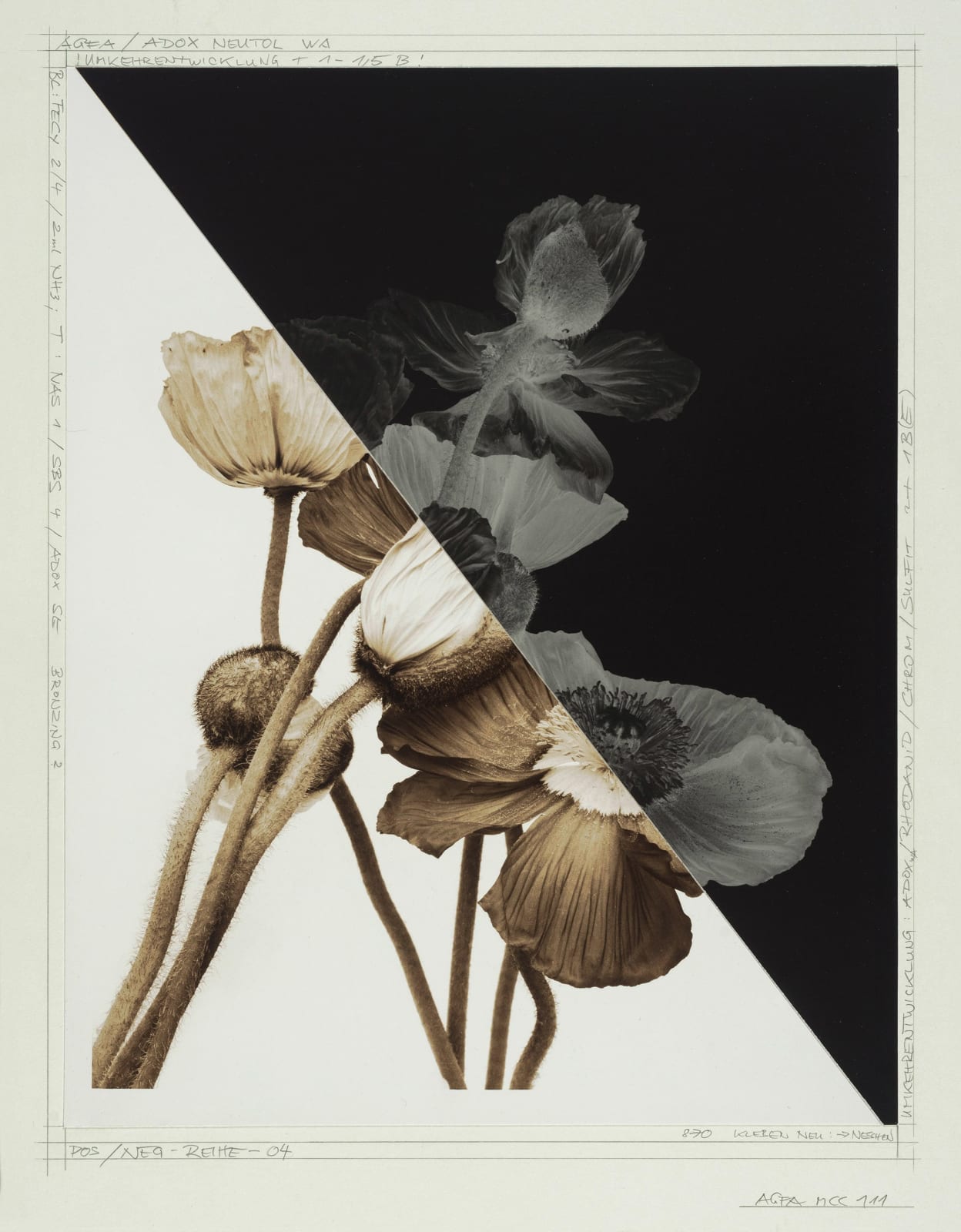 Ulrich Schmitt, Mohn-08A_T-04_Antimonium, 2003/2023