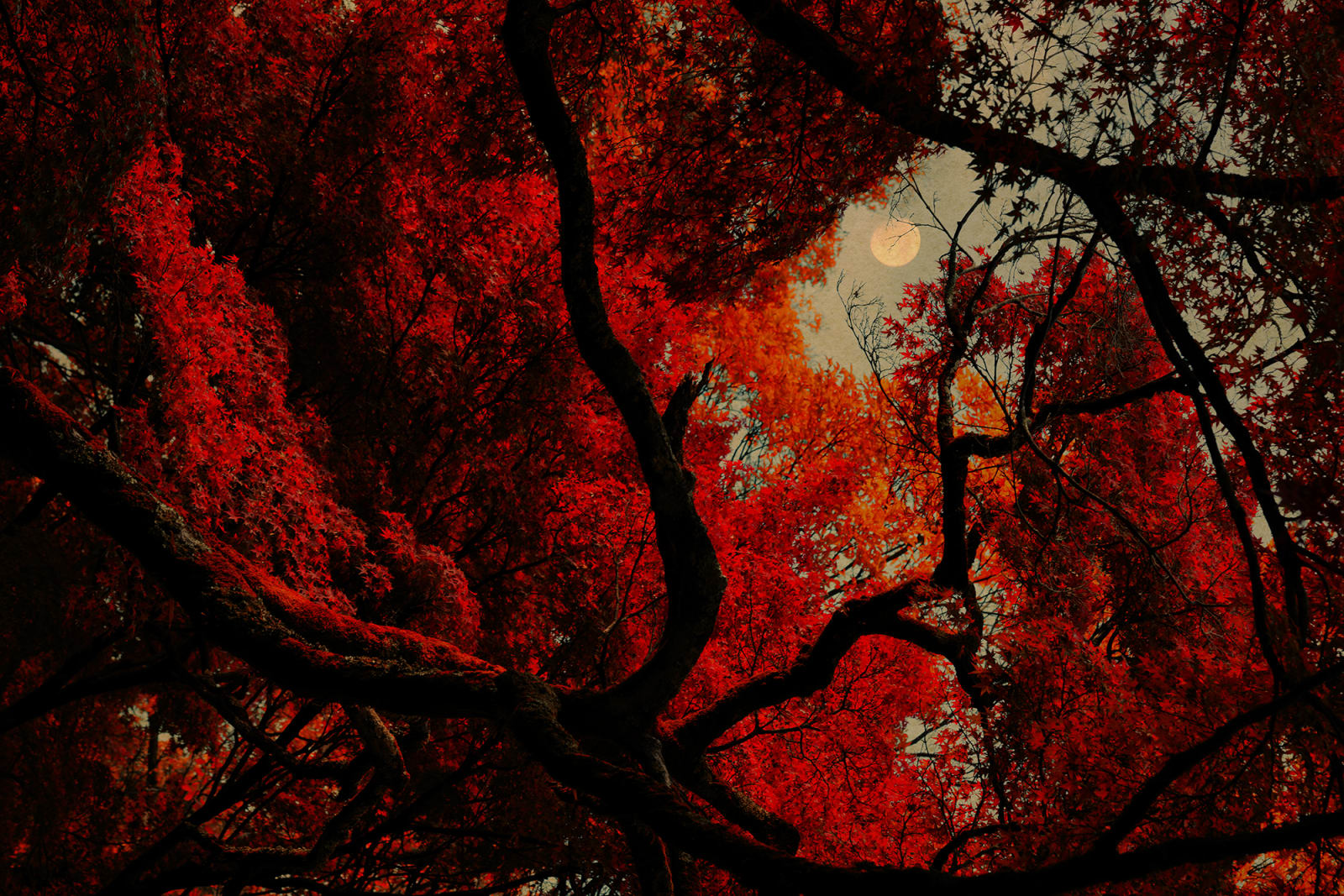 Albarrán Cabrera, The Mouth of Krishna #538, 2016