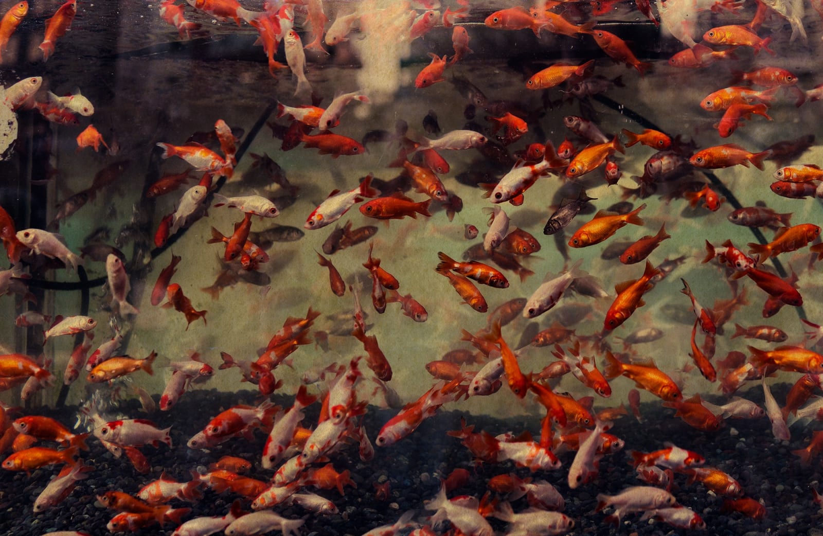 Albarrán Cabrera, The Mouth of Krishna #128, 2013