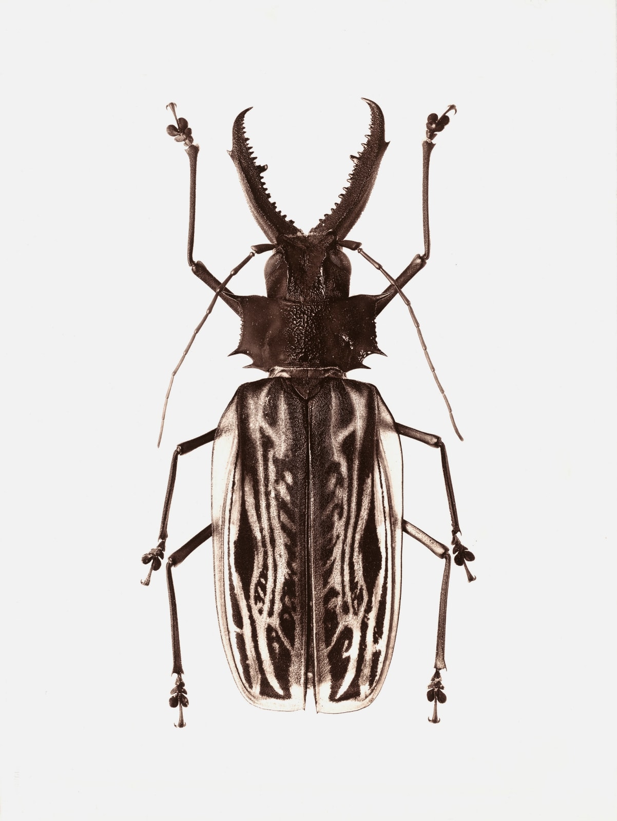 Jan C. Schlegel, Macrodontia Cervicornis (Peru), 2017