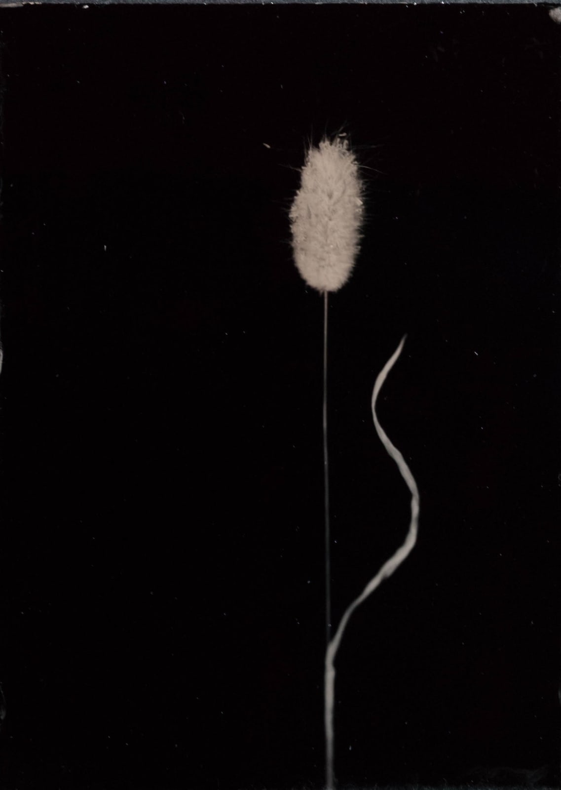 Steffen Diemer, Gras, WVZ 1275, 2025
