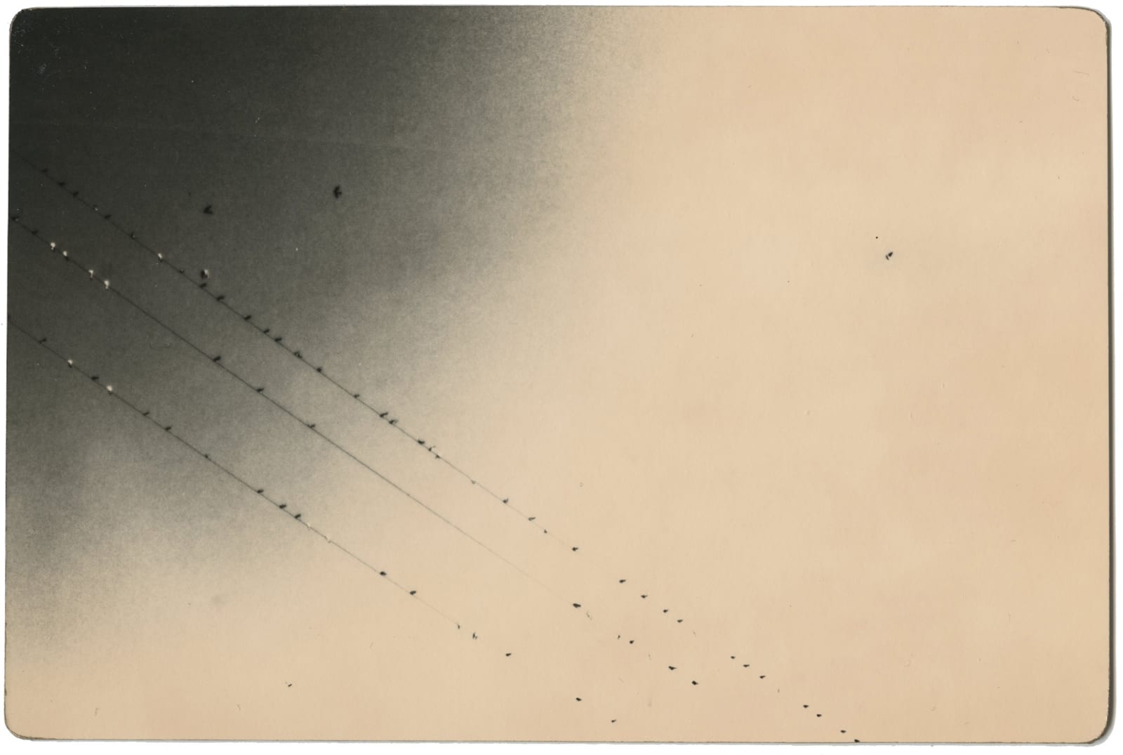 Miho Kajioka, BK0207, 2016