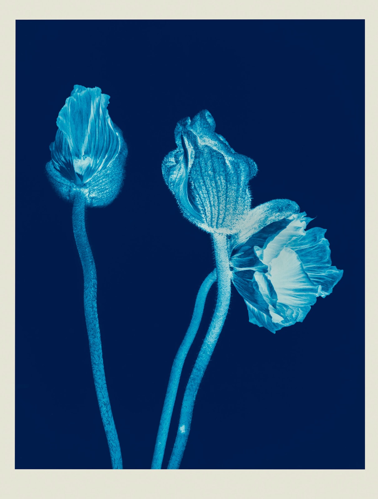 Ulrich Schmitt, Mohn-15AN-Ferrum, 2003/2022