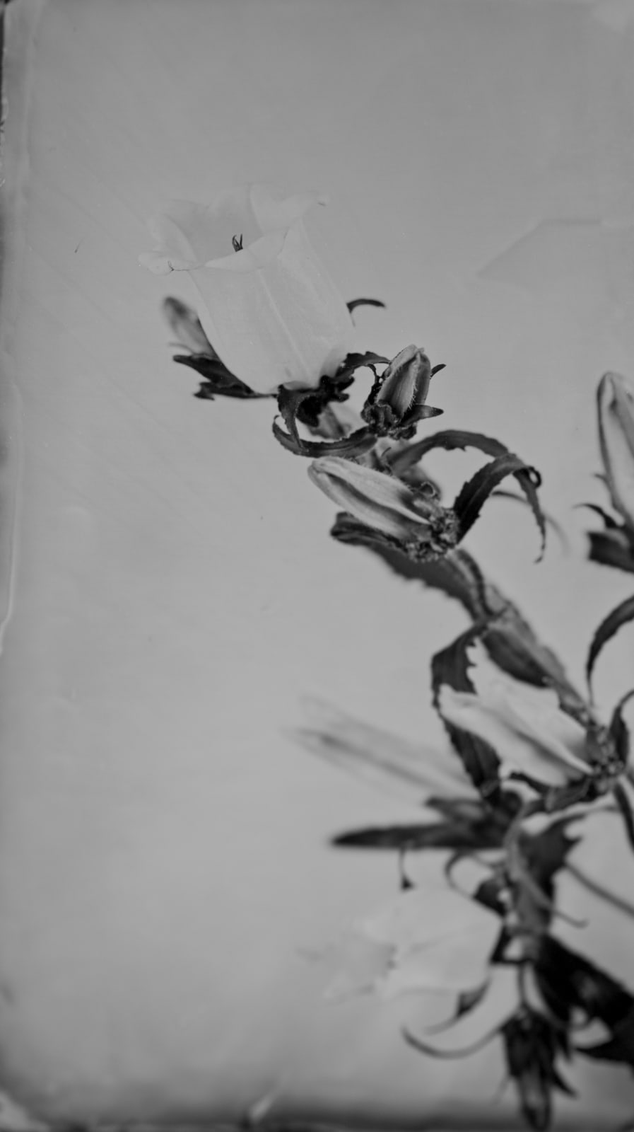 Steffen Diemer, Glockenblume, WVZ 662, 2021