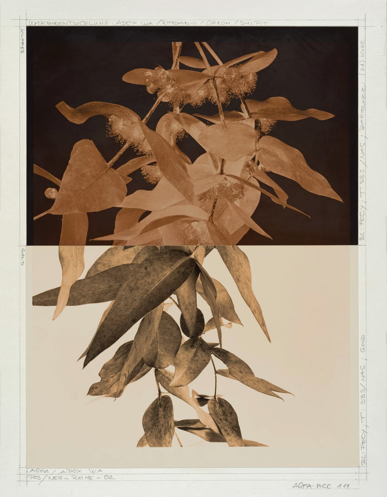 Ulrich Schmitt, Eukalyptus-78_T02_Aurum, 2018/2023