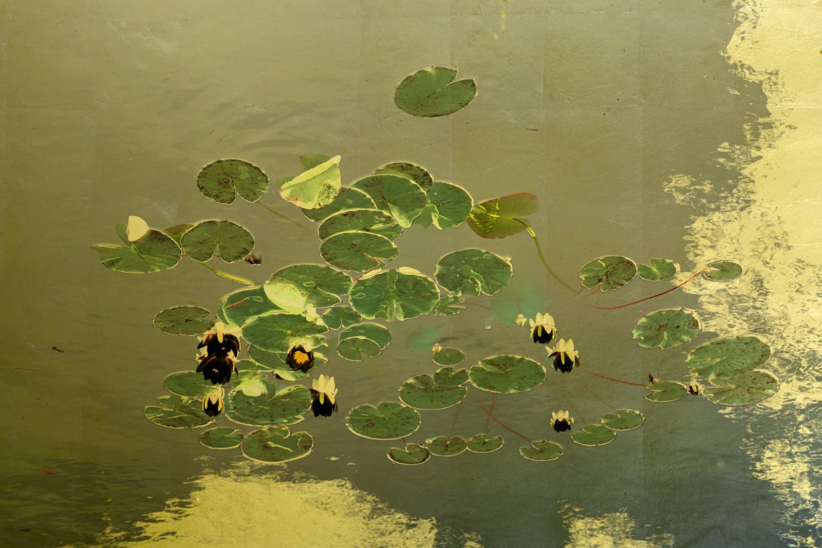 Albarrán Cabrera, The Indestructible #70026, 2019