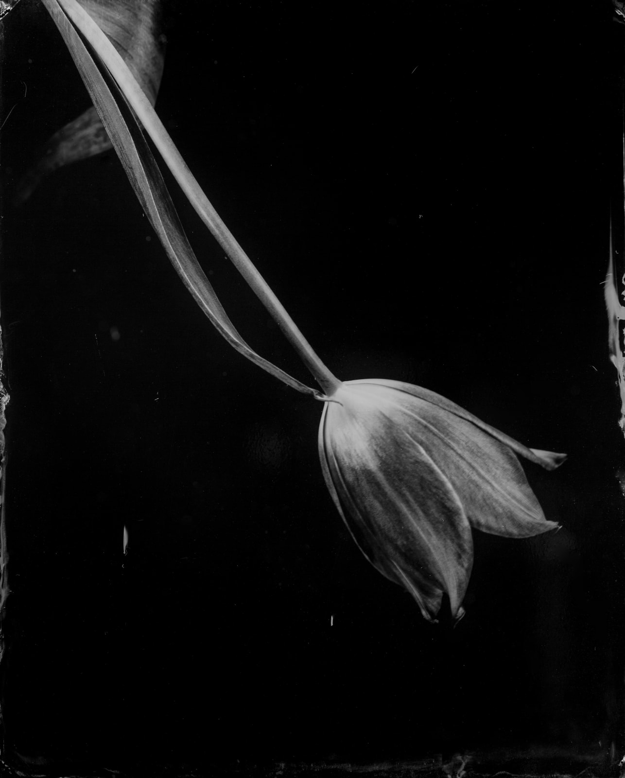 Steffen Diemer, Tulpe, WVZ 75, 2019
