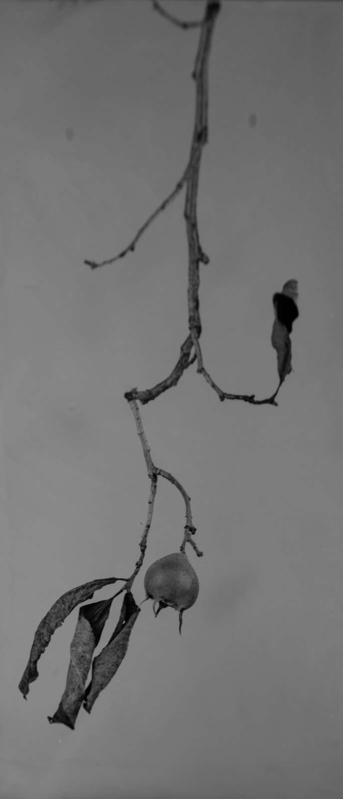 Steffen Diemer, Mispel, WVZ 852, 2022