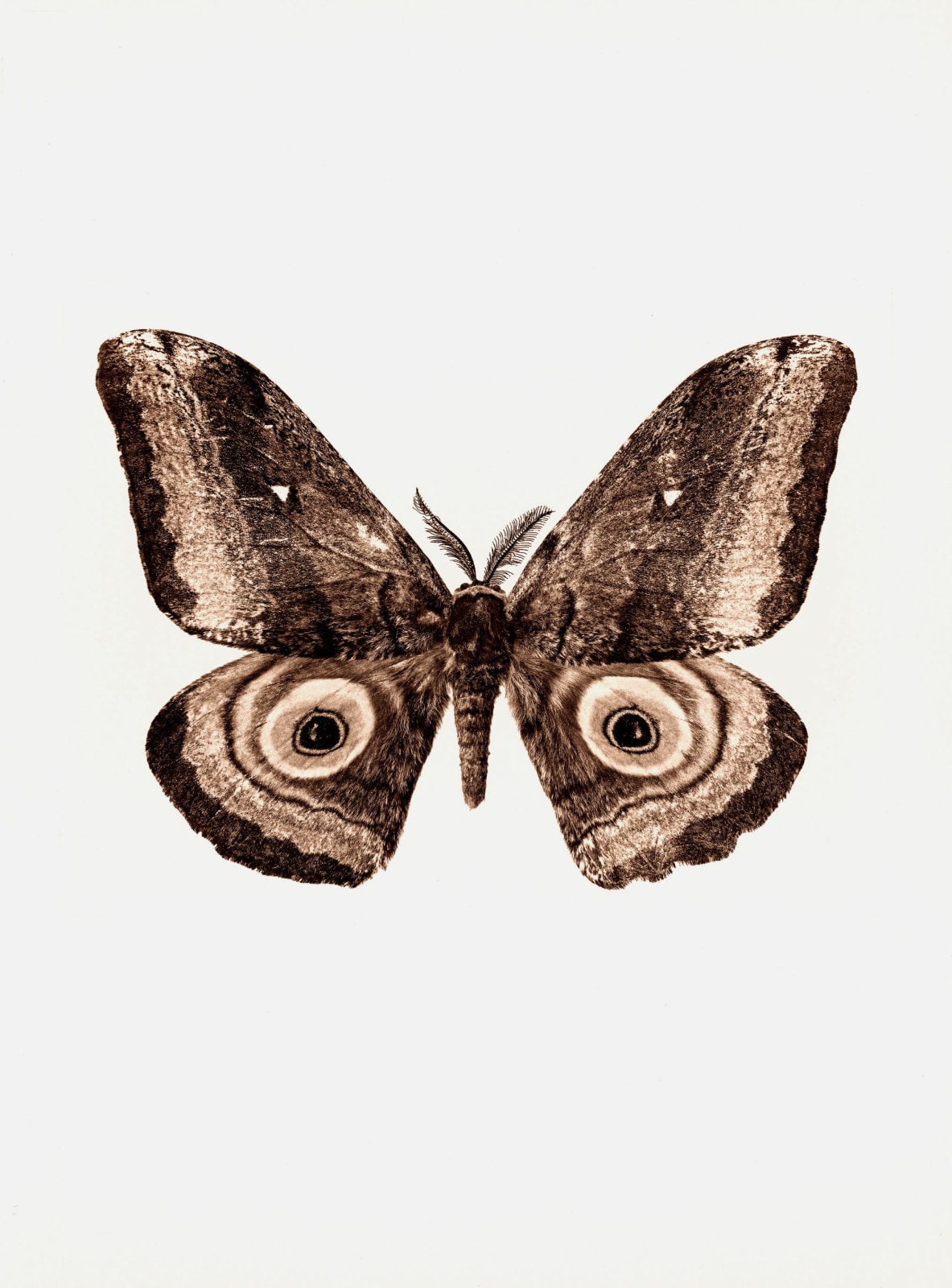 Jan C. Schlegel, Gynanisia Maja (Angola), 2017