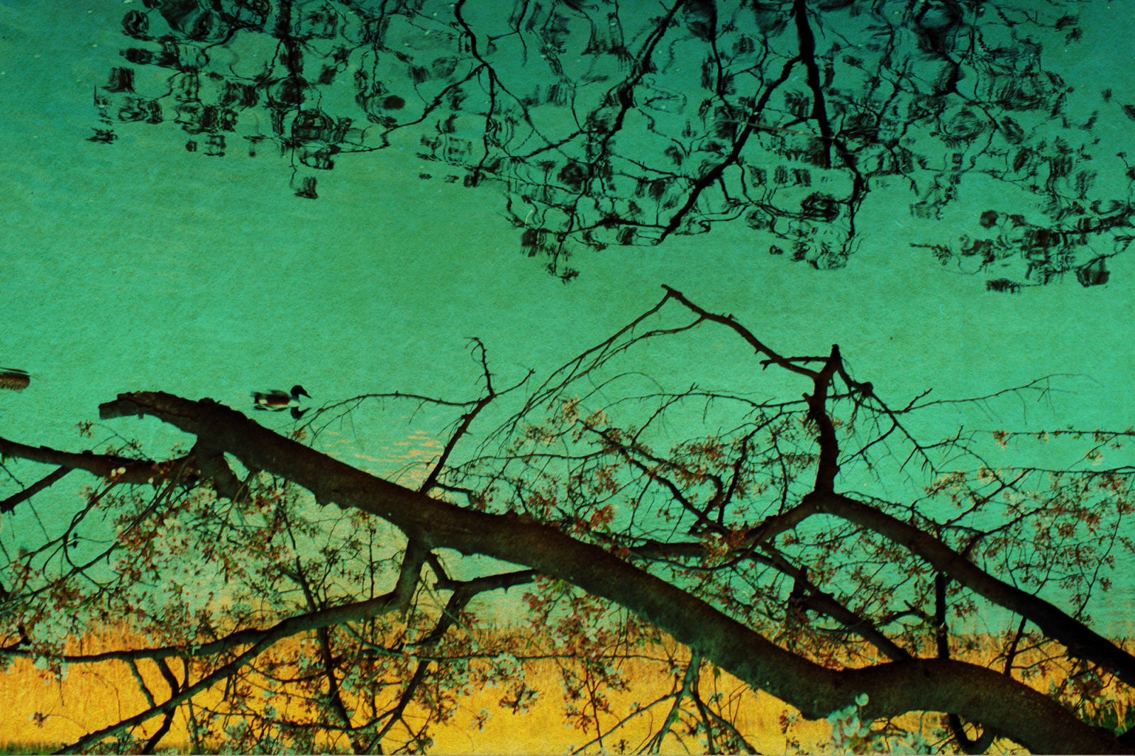 Albarrán Cabrera, The Mouth of Krishna #225, 2013