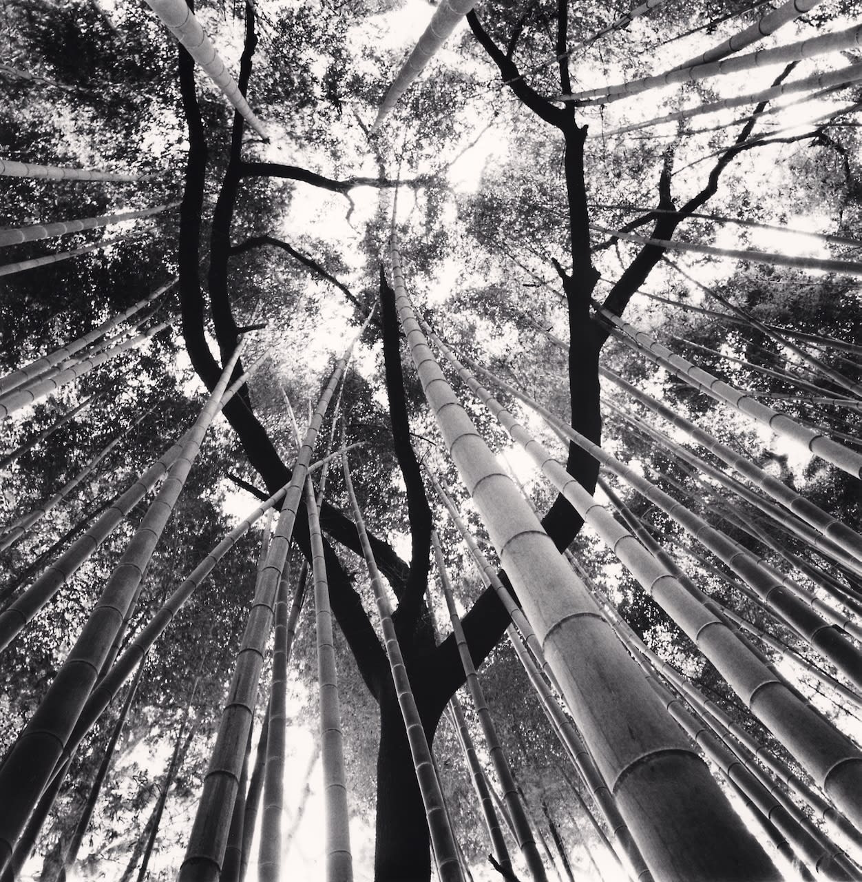 Michael Kenna, Bamboo and Pine Tree, Gochang, Jeollabuk-do, South Korea, 2024