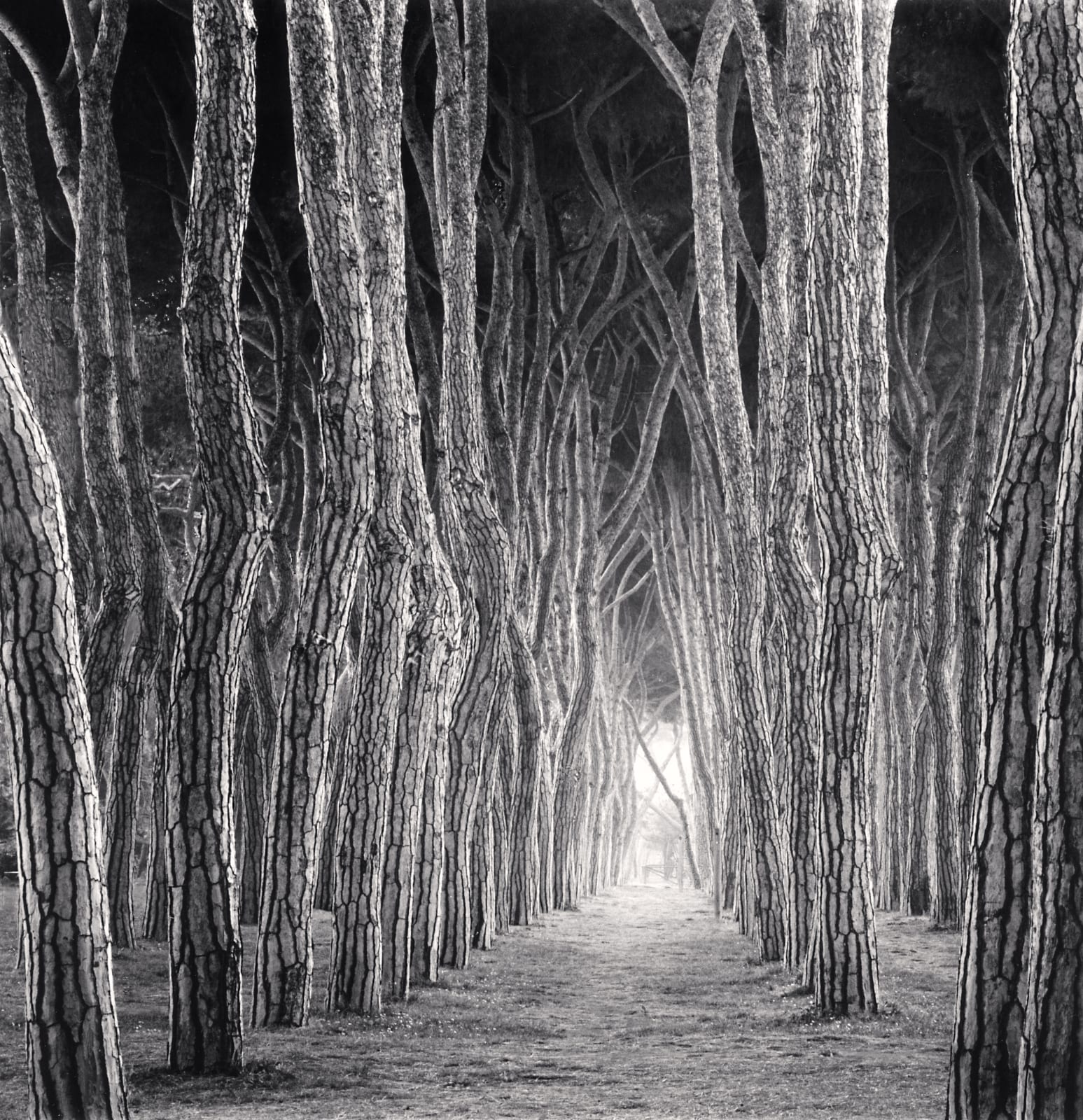Michael Kenna, Stone Pine Tunnel, Pineto, Abruzzo, 2016