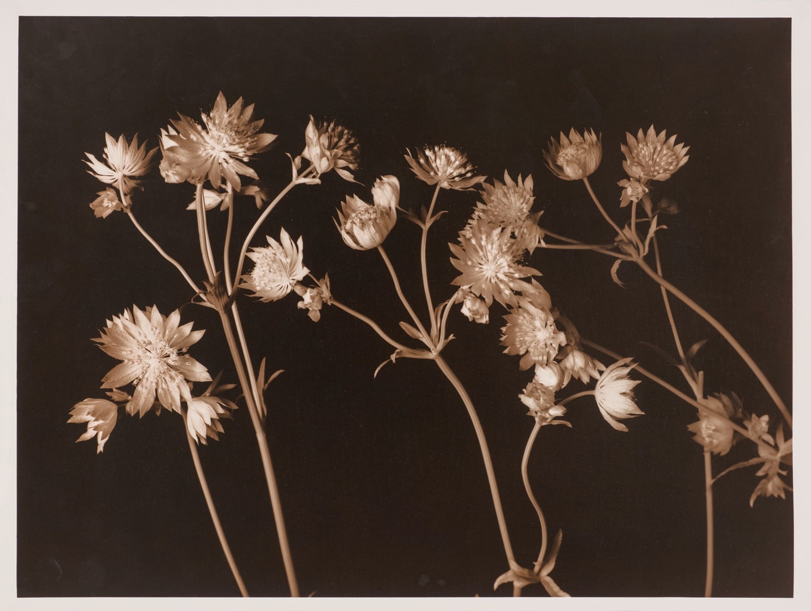 Ulrich Schmitt, Astrantien-45-Sulfur, 2017/2018